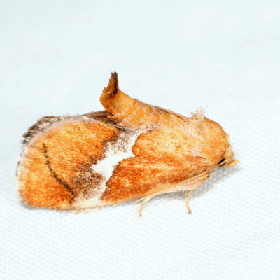 4665  Yellow-shouldered Slug Moth  Lithacodes fasciola