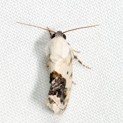 9095 - Small Bird-dropping Moth - Ponometia erastrioides