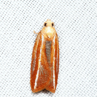 3548 - Eastern Black-headed Budworm Moth - Acleris variana