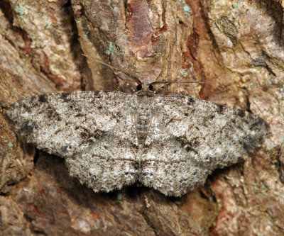 6620 - Canadian Melanolophia - Melanolophia canadaria