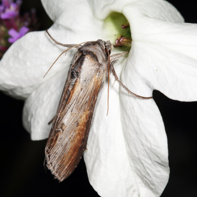 10200  Asteroid Moth  Cucullia asteroides