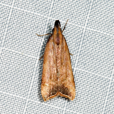 2309 Black-edged Dichomeris Dichomeris picrocarpa