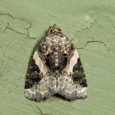 9053 - Pink-barred Pseudeustrotia - Pseudeustrotia carneola