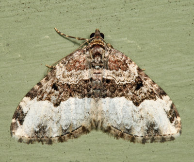 7399 - Sharp-angled Carpet  Euphyia intermediata