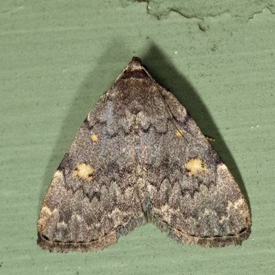 8323 - Common Idia - Idia aemula