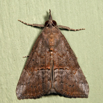 8465 - Green Cloverworm Moth - Hypena scabra