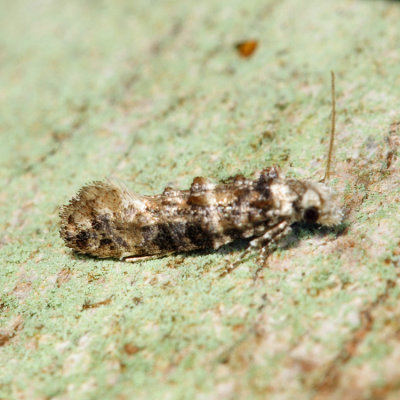 0317  Clemens' Bark Moth  Xylesthia pruniramiella
