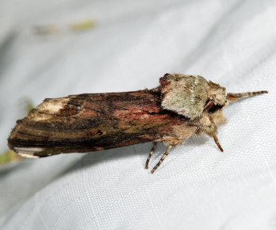 8012 - Red-washed Prominent - Oligocentria semirufescens