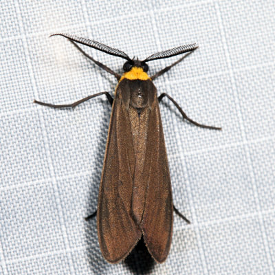 8267 - Yellow-collared Scape Moth - Cisseps fulvicollis