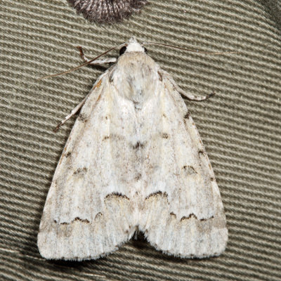 9207 - Unmarked Dagger - Acronicta innotata