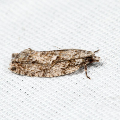 3334 - Maple Trumpet Skeletonizer - Catastega aceriella