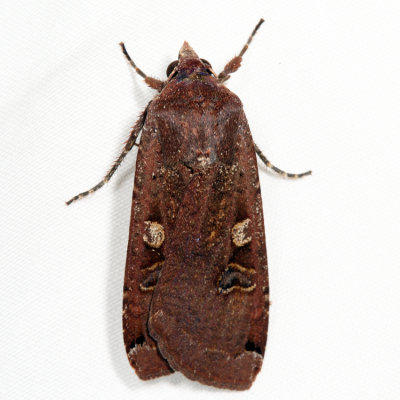 11003.1 - Large Yellow Underwing - Noctua pronuba