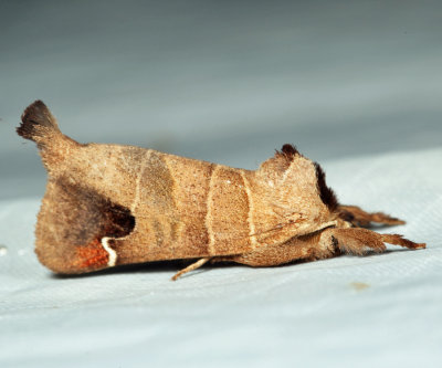  7895  Sigmoid Prominent Moth  Clostera albosigma