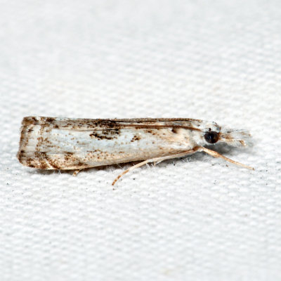 5422 – Microcrambus minor