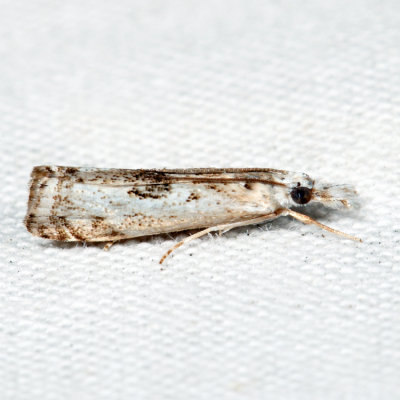  5422  Microcrambus minor