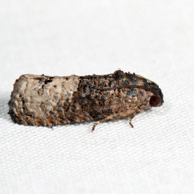 3497 – Locust Twig Borer – Ecdytolopha insiticiana