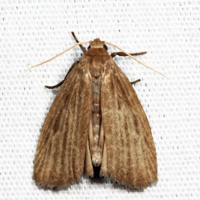 8045.1 – Pale Lichen Moth – Crambidia pallida