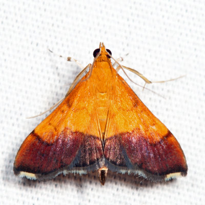 5040 - Bicolored Pyrausta - Pyrausta bicoloralis