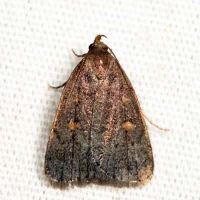 8329 - Orange-spotted Idia - Idia diminuendis