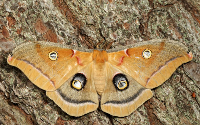 7757 - Polyphemus Moth - Antheraea polyphemus