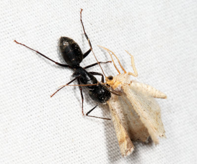 Eastern Black Carpenter Ant - Camponotus pennsylvanicus