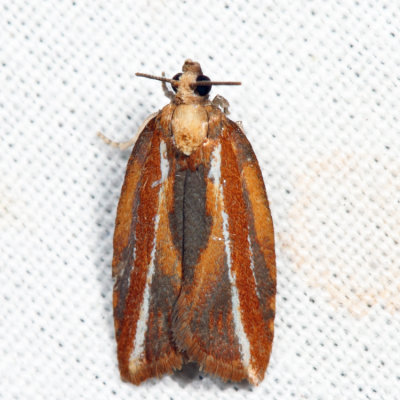 3548 – Eastern Black-headed Budworm Moth – Acleris variana