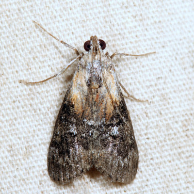 5608 – Striped Oak Webworm Moth – Pococera expandens