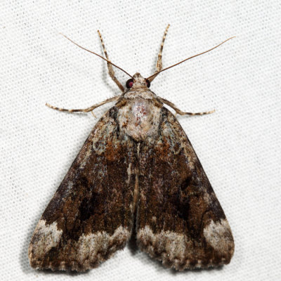 8876  Little Nymph Underwing  Catocala micronympha