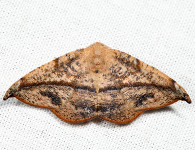 6974 - Juniper-twig Geometer - Patalene olyzonaria