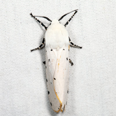 8131 - Salt Marsh Moth - Estigmene acrea