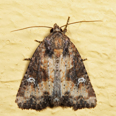 9406 – Broken-lined Brocade Moth – Mesapamea fractilinea - Mesapamea fractilinea