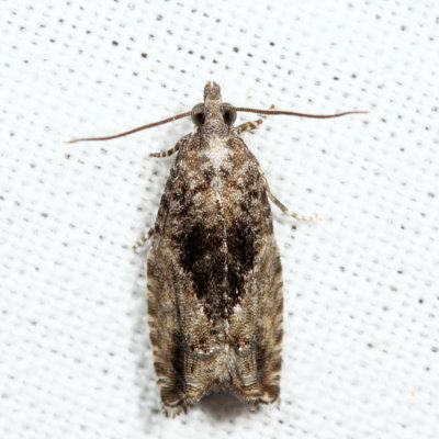 3306 - Poplar Branchlet Borer - Epinotia nisella