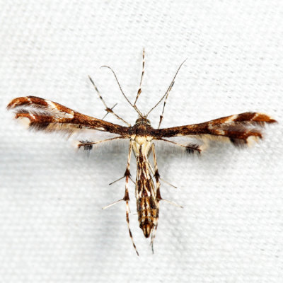 6092 - Himmelman's Plume Moth - Geina tenuidactyla