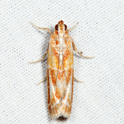 5847 - Webbing Coneworm Moth - Dioryctria disclusa