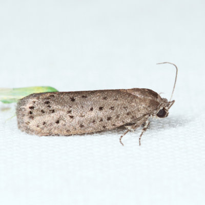 2353 - Mimosa Webworm Moth - Homadaula anisocentra