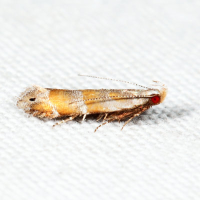 2229  Stripe-backed Moth  Battaristis vittella