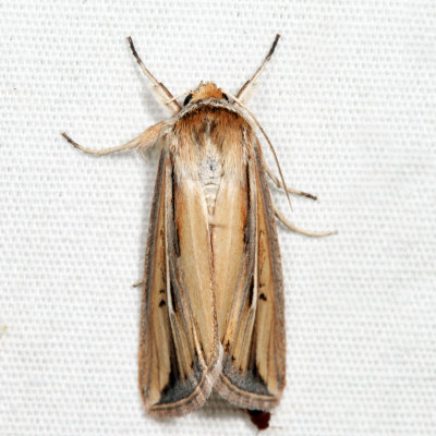  10431 - Wheat Head Armyworm Moth - Dargida diffusa