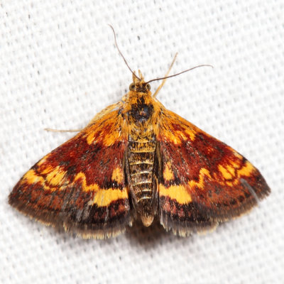 5058 - Orange Mint Moth - Pyrausta orphisalis