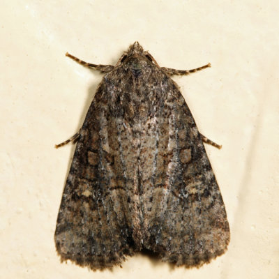 9406 - Broken-lined Brocade - Mesapamea fractilinea