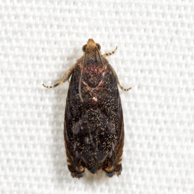 3471 - Hickory Shuckworm Moth - Cydia caryana