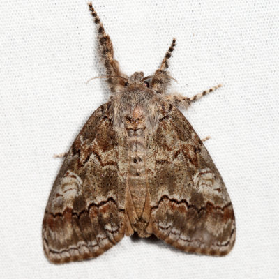 8294 – Variable Tussock Moth – Dasychira vagans