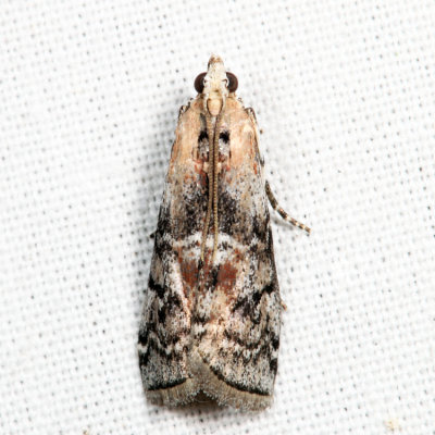 5745 – Glyptocera consobrinella