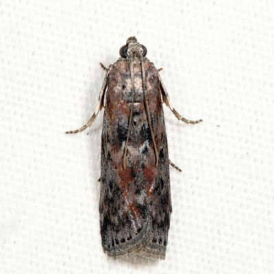 5797 – Black-spotted Leafroller – Sciota virgatella