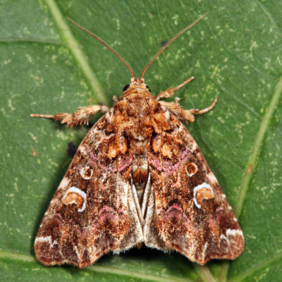 9631 - Pink-Shaded Fern Moth - Callopistria mollissima