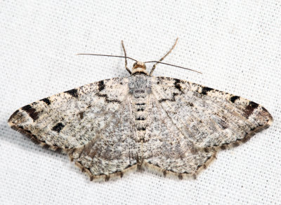 6343 – Six-spotted Angle – Macaria sexmaculata