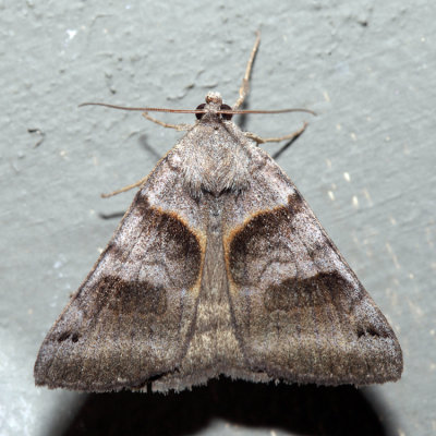 8739  Forage Looper  Caenurgina erechtea