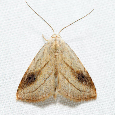 8404 - Spotted Grass Moth - Rivula propinqualis