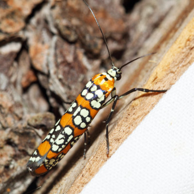 2401 - Ailanthus Webworm Moth - Atteva aurea