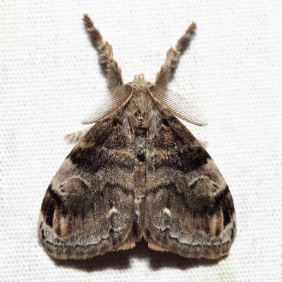 8316 - White-marked Tussock Moth - Orgyia leucostigma