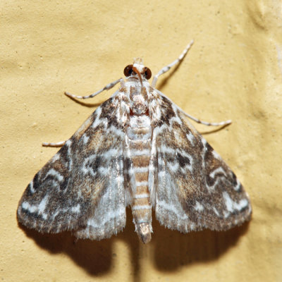 4751 - Waterlily Borer - Elophila gyralis
